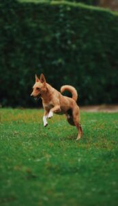 GPS Tracker für Hunde